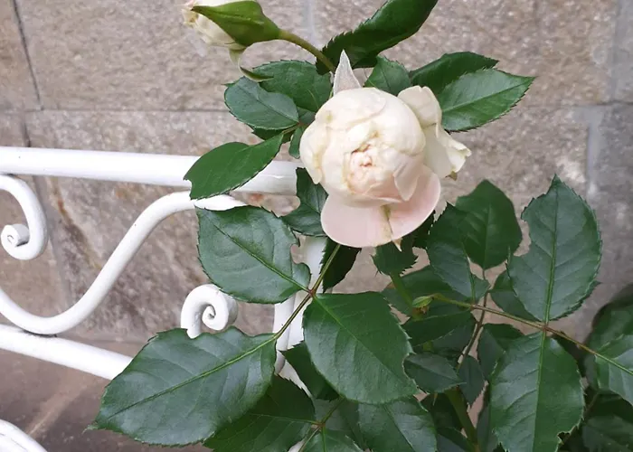 Statevi Guest 1 * Welingrad